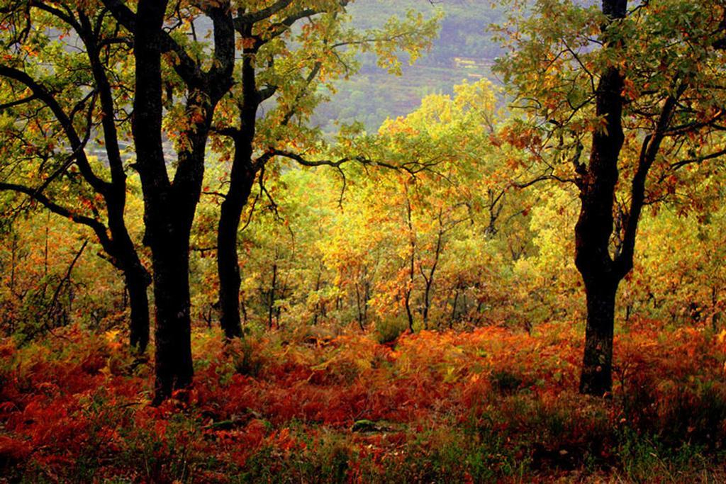 De Amonaria * Malpartida De Plasencia